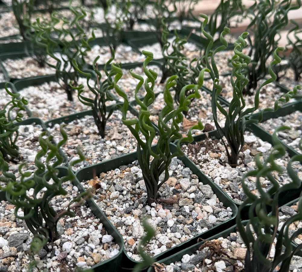 Albuca Bruce Bayeri Live Plant – Rare Curly Grass Succulent – 4" Pot – Indoor - Image 4