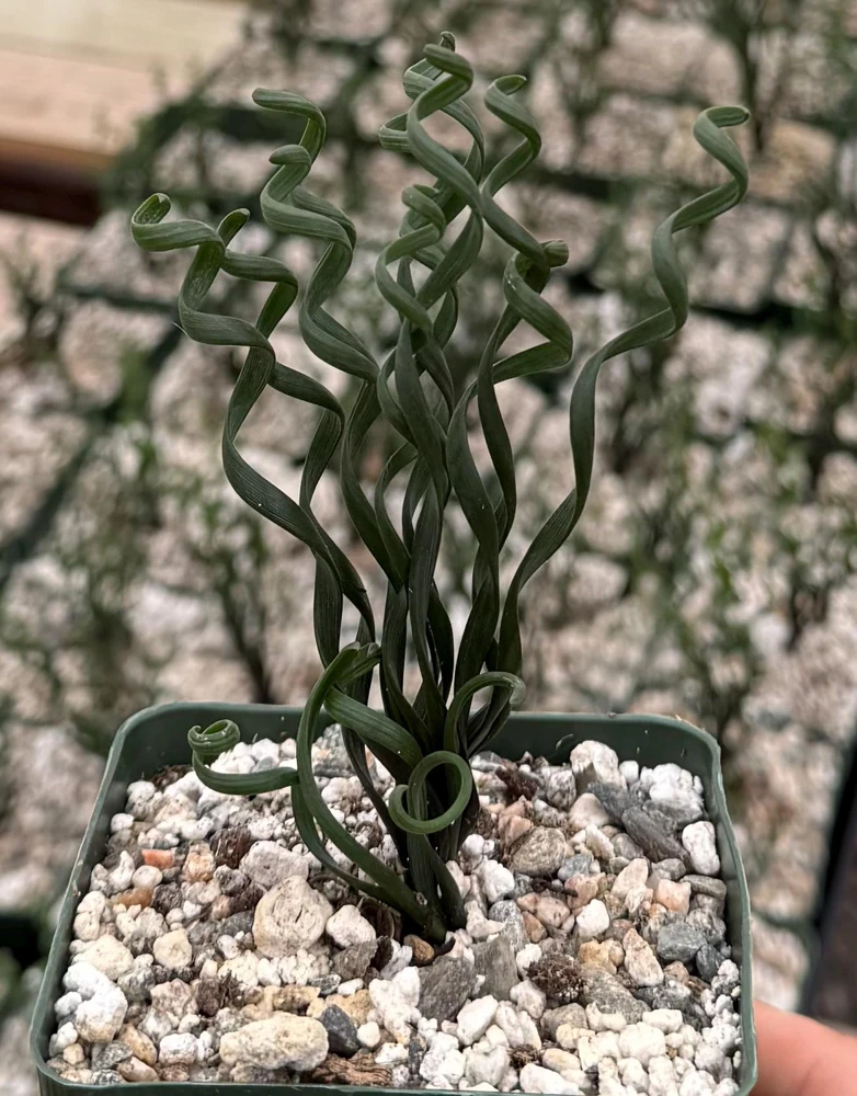 Albuca Bruce Bayeri Live Plant – Rare Curly Grass Succulent – 4" Pot – Indoor - Image 1
