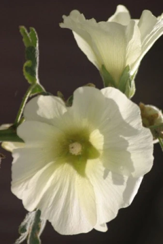 Alcea ficifolia Halo White Seeds - Perennial Flower Seeds - 10 Count Pack - Image 1