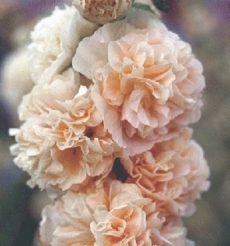 Alcea Rosea Chamois Seeds - 10 Count Hollyhock Seeds for Garden - Image 1