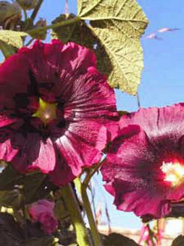 Alcea rosea King Henry VIII Rose Seeds – 10 Fresh Seeds for Garden - Image 1