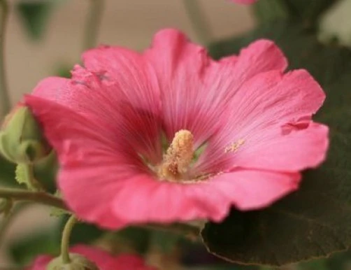 Alcea rosea Pink Cone Hollyhock Seeds - 10 Perennial Seeds for Garden - Image 1