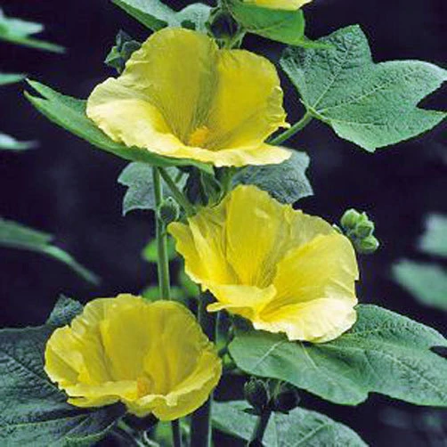 Alcea Rosea Sunshine Hollyhock Seeds - 10 Perennial Seeds for Garden - Image 1
