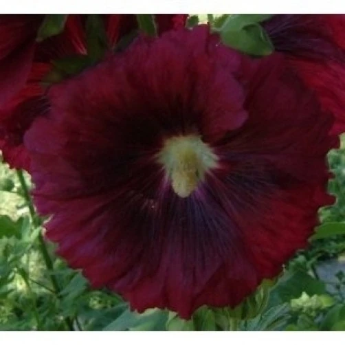 Alcea Rosea Wine Country Romance Hollyhock Seeds - 10 Perennial Seeds - Image 1