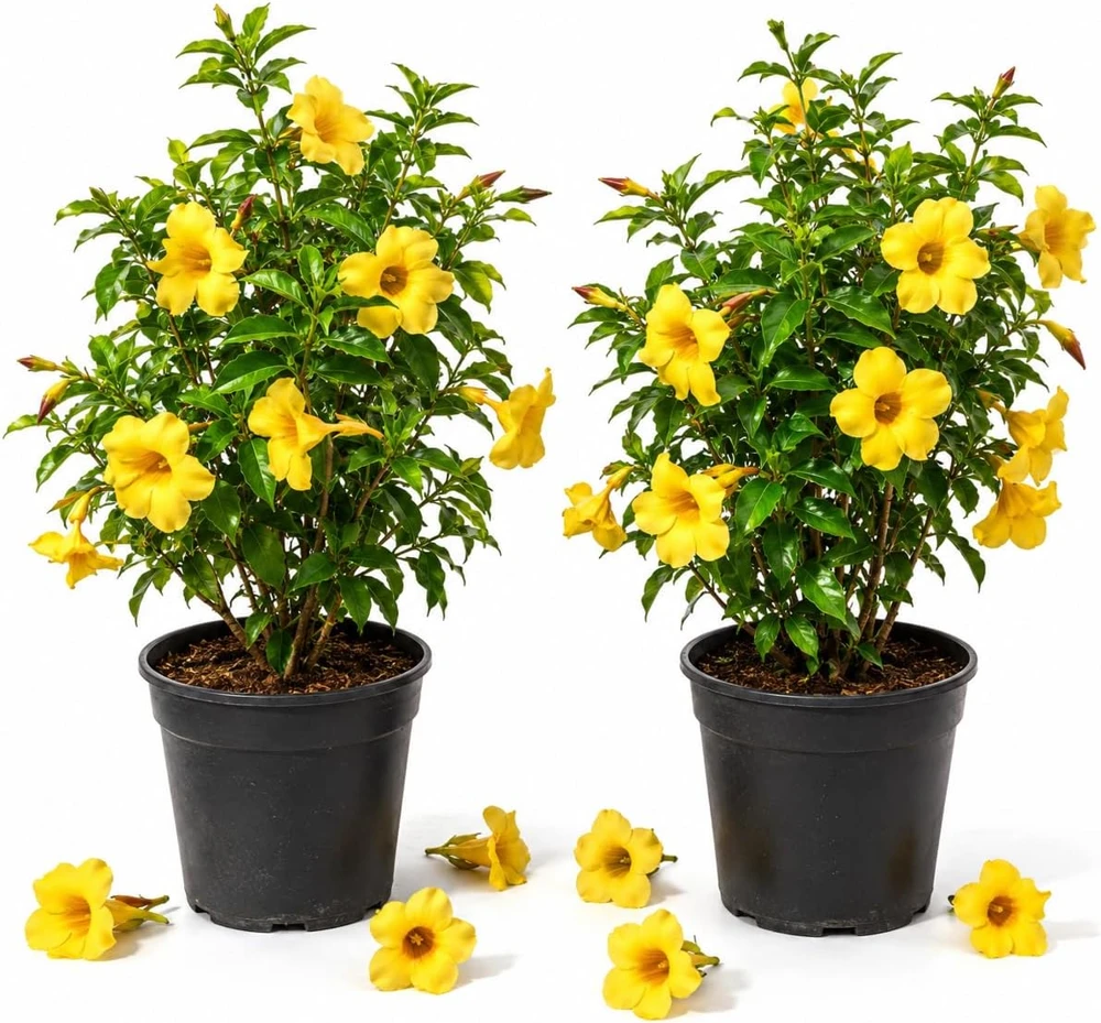 Allamanda Live Plants, Set of 2, 4-6 Inches Tall, Tropical Yellow Flowering Shrubs for Outdoor - Image 1