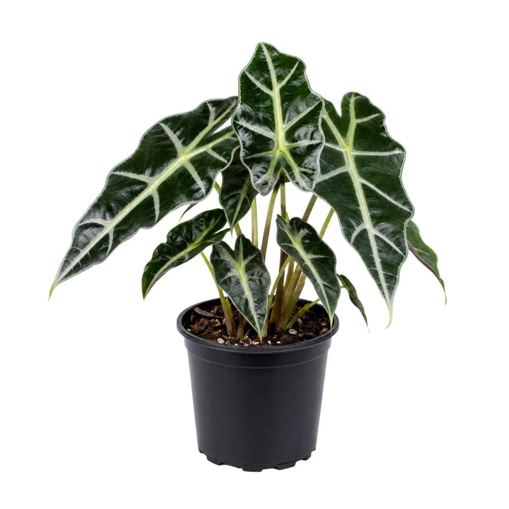 Alocasia Bambino Live Plant – 4 Inch Pot – Dwarf Elephant Ear Houseplant – Indoor Tropical Foliage - Image 1