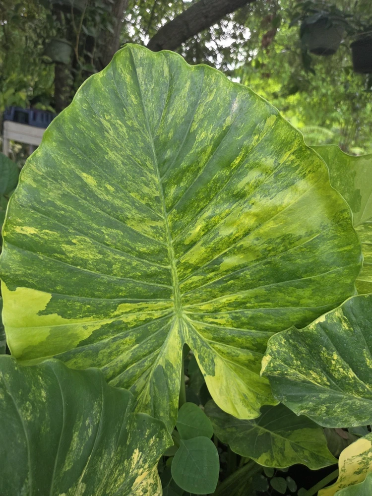 Alocasia Odora Gageana Aurea Variegated Live Plant in 4" Pot - Indoor/Outdoor - Image 1