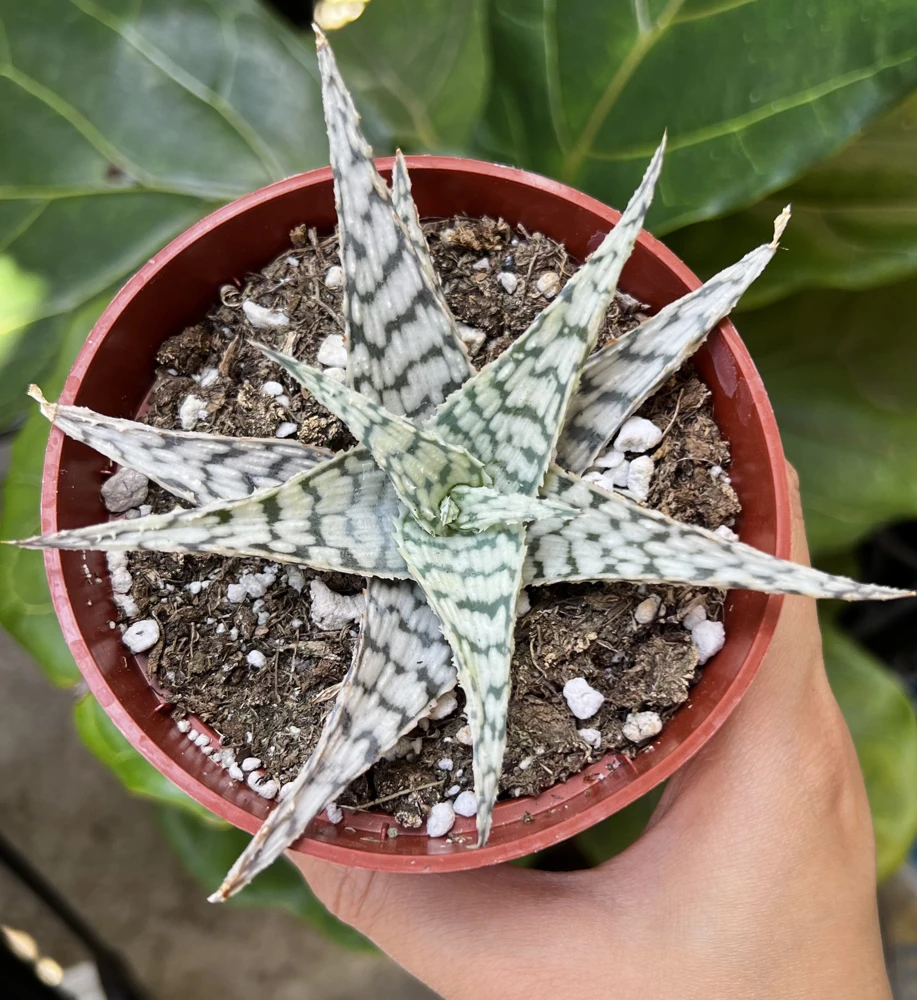 Aloe Blizzard Live Succulent Plant – 4 inch Pot – Indoor/Outdoor - Image 1
