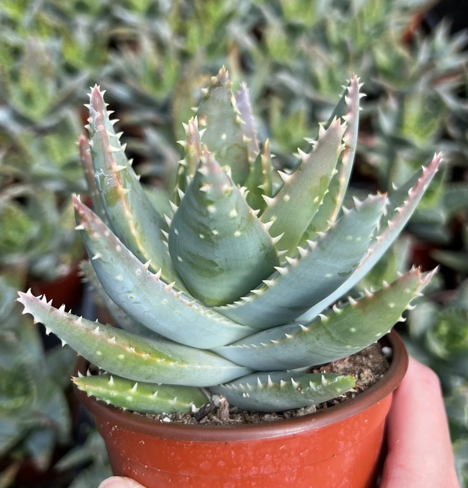 Aloe Brevifolia Live Succulent Plant – Short-Leaf Aloe – 4 inch Pot – Indoor/Outdoor - Image 1
