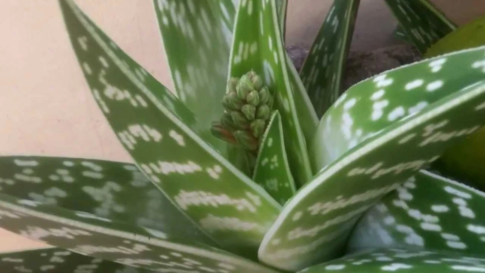 Aloe variegata Seeds – Partridge Breast Tiger Aloe – 10 Seeds – Succulent Seeds - Image 1