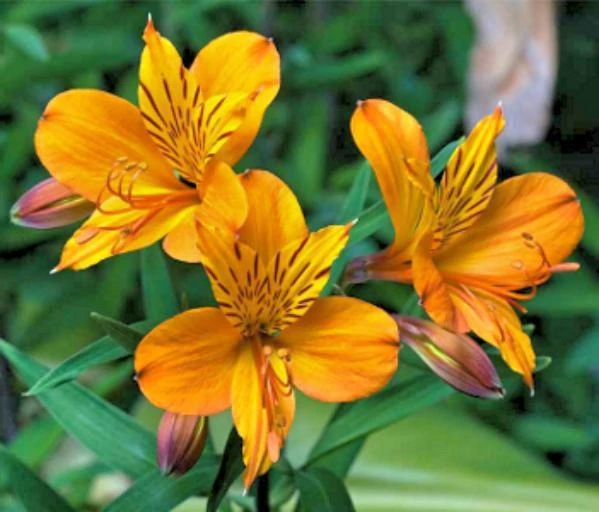 Alstroemeria Aurea Peruvian Lily Seeds - 8 Seeds for Vibrant Flowering - Image 1