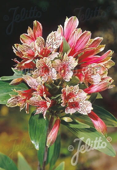 Alstroemeria psittacina Mona Lisa Seeds - Lily of the Incas - 5 Count - Image 1