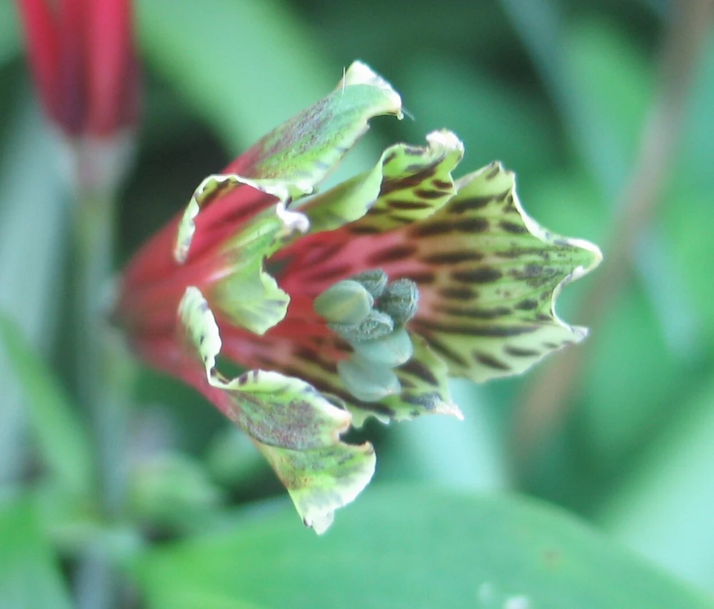 Alstroemeria Psittacina Parrot Lily Seeds - 12 Count Flower Seeds for Garden - Image 1