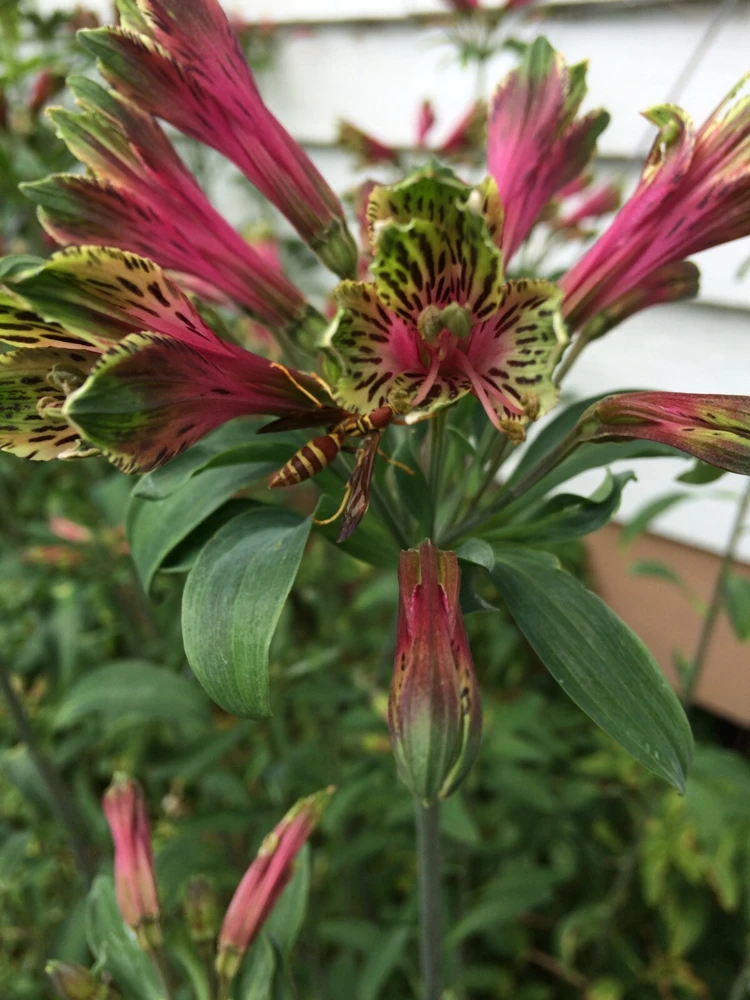Alstroemeria Psittacina Parrot Lily Seeds - 12 Count Flower Seeds for Garden - Image 2