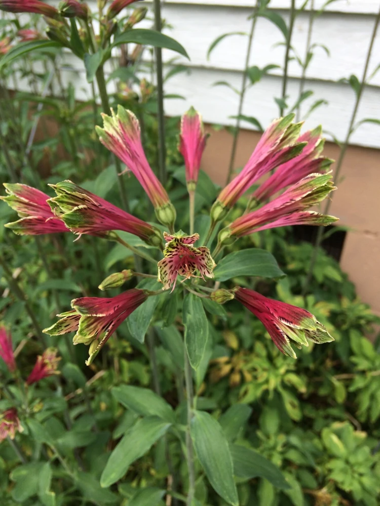 Alstroemeria Psittacina Parrot Lily Seeds - 12 Count Flower Seeds for Garden - Image 3
