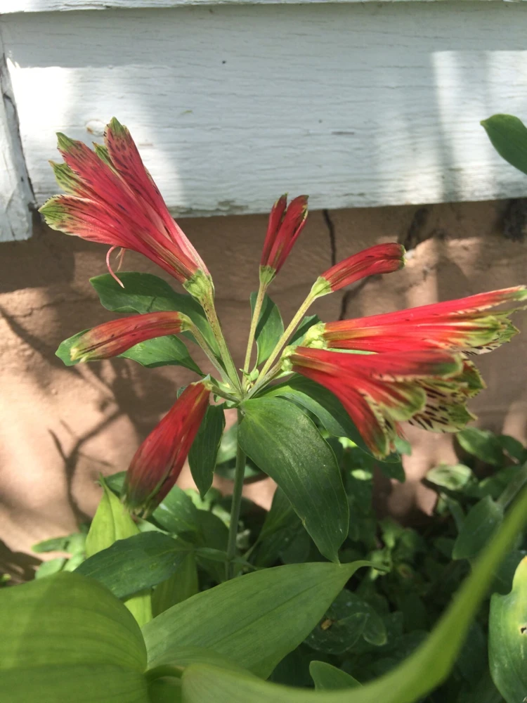 Alstroemeria Psittacina Parrot Lily Seeds - 12 Count Flower Seeds for Garden - Image 5