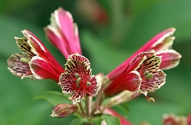 Alstroemeria Psittacina Parrot Lily Seeds - 12 Count Flower Seeds for Garden - Image 6