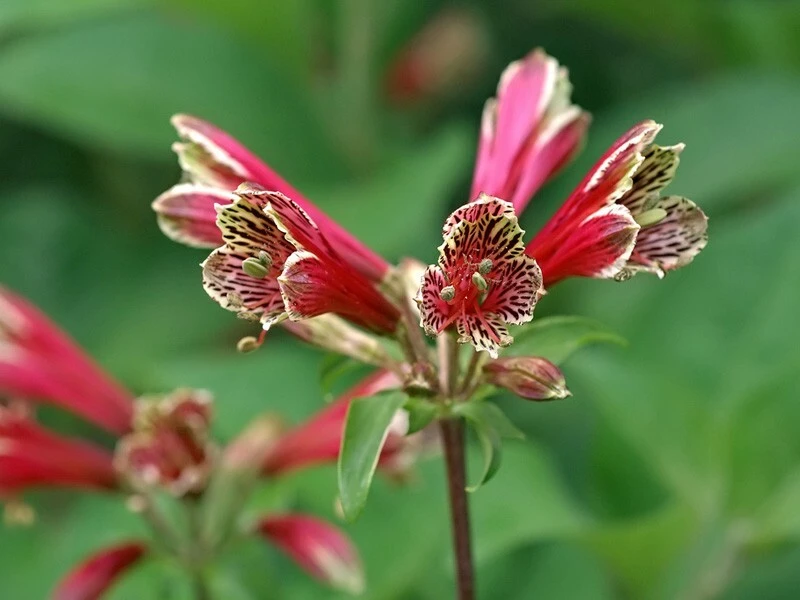 Alstroemeria Psittacina Parrot Lily Seeds - 12 Count Flower Seeds for Garden - Image 7