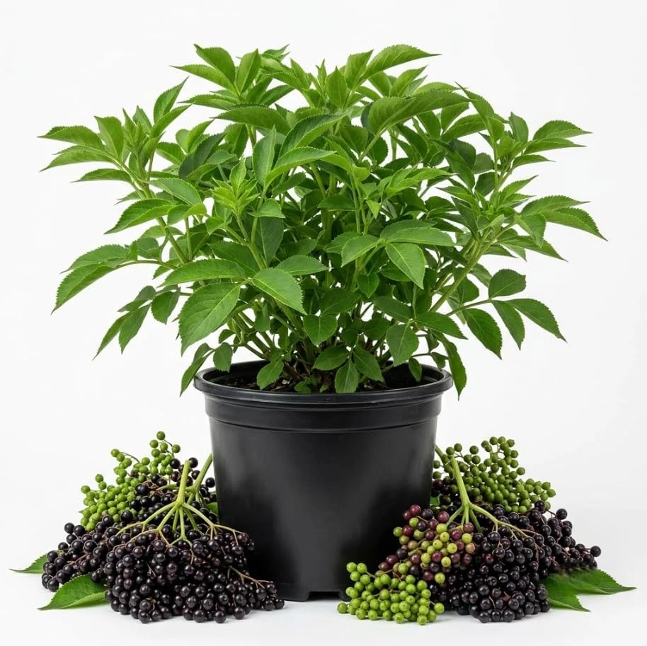 American Elderberry Live Plant - 1-2 Ft Tall, Gallon Pot, Sambucus canadensis, Outdoor Shrub - Image 1