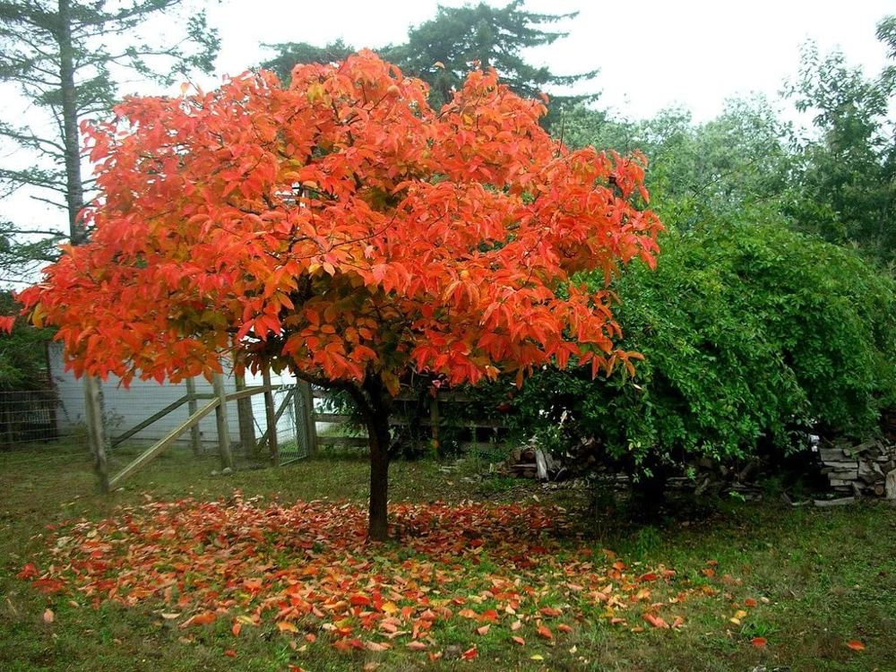 American Persimmon Tree Live Plant - Diospyros virginiana 4" Pot, Outdoor Fruit Tree - Image 1