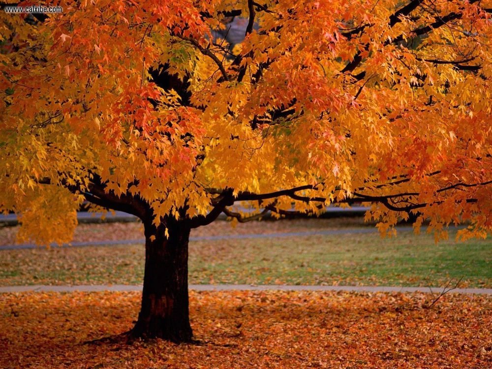 American Sycamore Live Plant 10-12" Tall 1 Quart Pot - Outdoor Shade Tree - Image 1