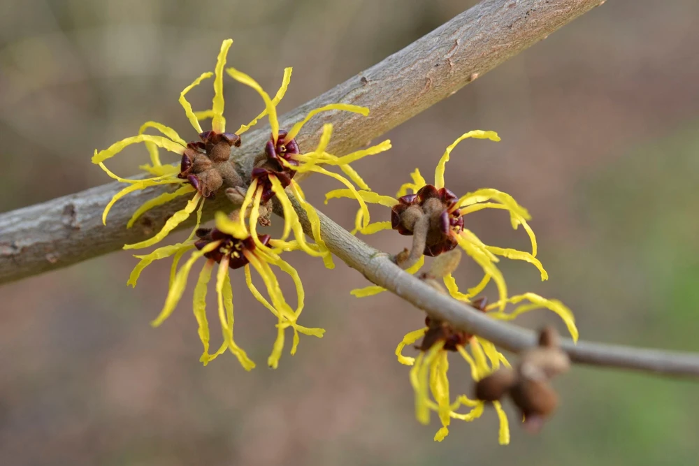 American Witch Hazel Live Plant – 1 Gallon Hamamelis virginiana – Outdoor Shrub - Image 1