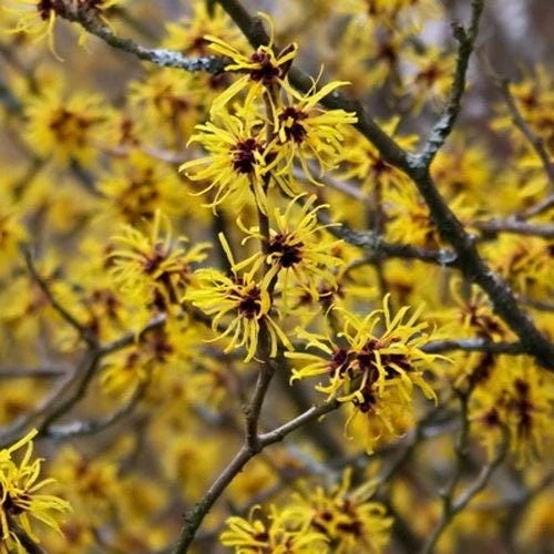 American Witch-Hazel Live Plant - Hamamelis virginiana - 4 inch pot - Outdoor Shrub - Image 1