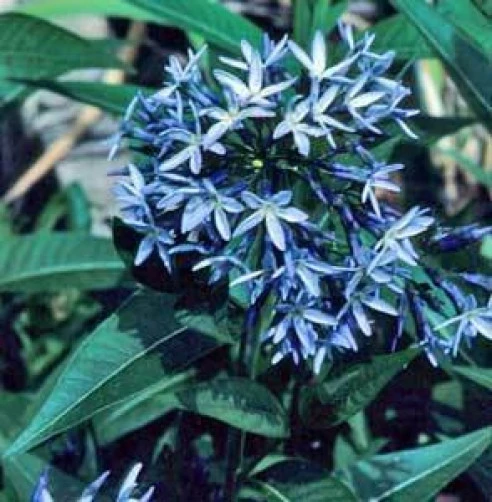Amsonia illustris Shining Blue Star Seeds - 10 Seeds Pack - Outdoor Perennial - Image 1