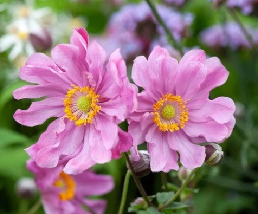 Anemone hupehensis var. japonica Windflower Seeds - 15 Perennial Seeds - Image 2