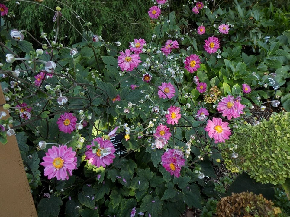 Anemone hupehensis var. japonica Windflower Seeds - 15 Perennial Seeds - Image 4