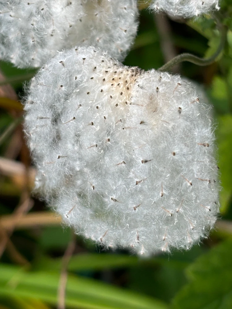 Anemone hupehensis var. japonica Windflower Seeds - 15 Perennial Seeds - Image 1