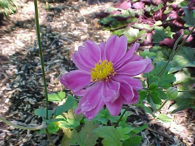 Anemone hupehensis var. japonica Windflower Seeds - 15 Perennial Seeds - Image 6