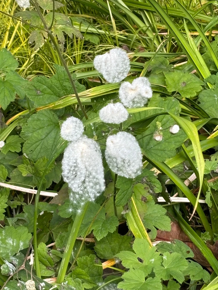 Anemone hupehensis var. japonica Windflower Seeds - 15 Perennial Seeds - Image 7