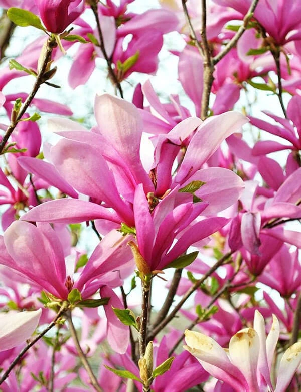 Ann Magnolia Live Plant – 1 Gallon Pot Shrub/Tree – Fragrant Purple-Red Flowers - Image 1