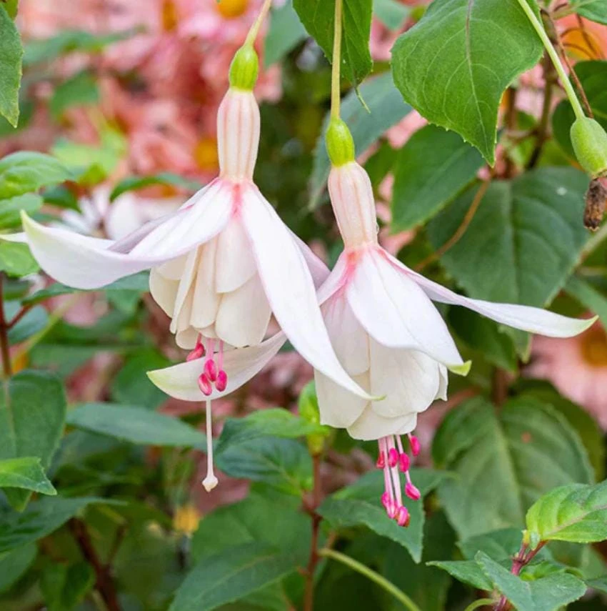 Annabelle White Fuchsia Live Plant - 2 Pack, 5" Pot, White Flowers, Shade - Image 1
