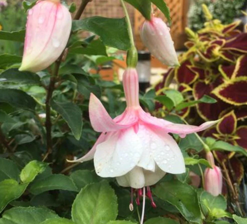 Annabelle White Fuchsia Live Plant - 5" Pot, White Blooms, Shade-Loving Ornamental - Image 1