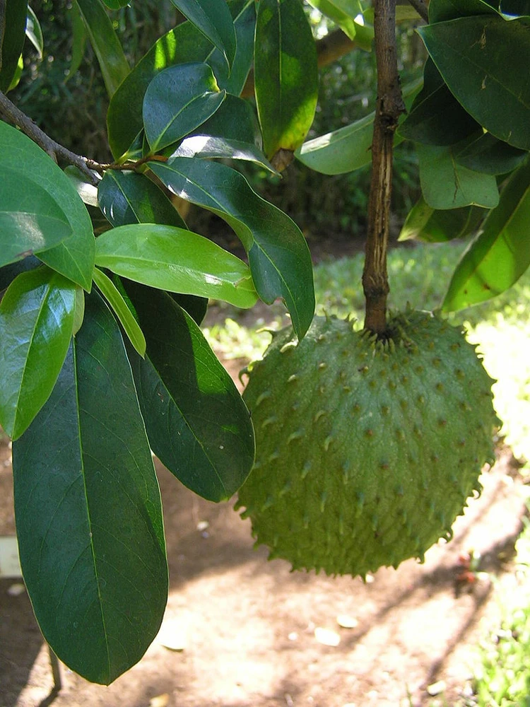 Annona Muricata Soursop Seeds - 10 Seeds for Planting - Full Sun - Image 1