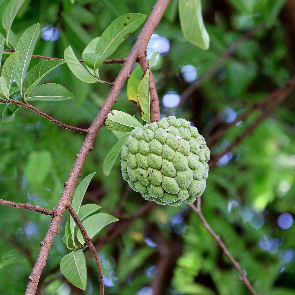 Annona Squamosa Sugar Apple Seeds - 10 Count Pack for Home Growing - Image 1
