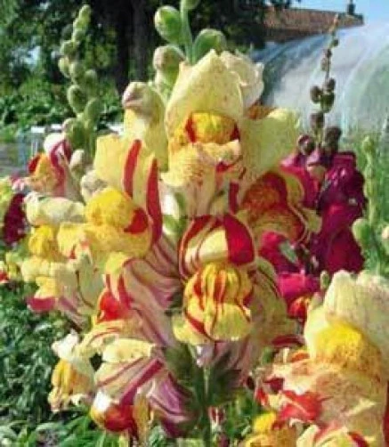 Antirrhinum majus Torbay Rock Seeds - 500+ Snapdragon Flower Seeds - Image 1