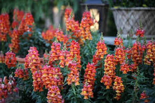Antirrhinum Orange Wonder Snapdragon Seeds - 30 Seeds Pack for Garden - Image 1