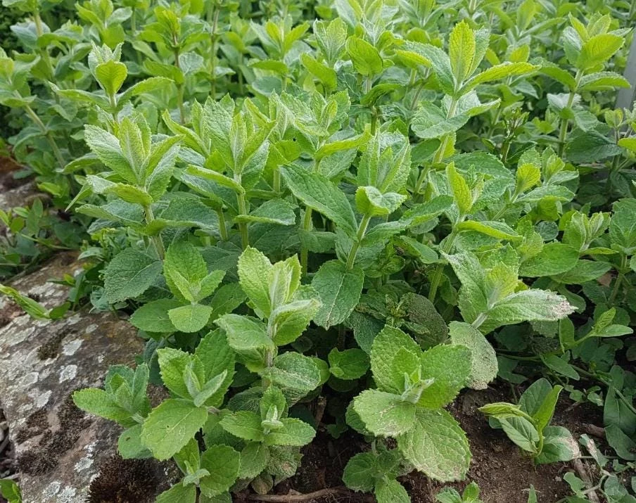 Apple Mint Live Plant – 3" Pot – Aromatic Culinary Herb for Tea & Garden - Image 1
