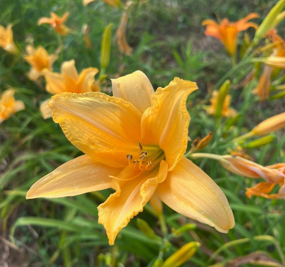 Apricot Daylily Bare Root Plant – 3 Root Systems – Full Sun to Part Shade - Image 1