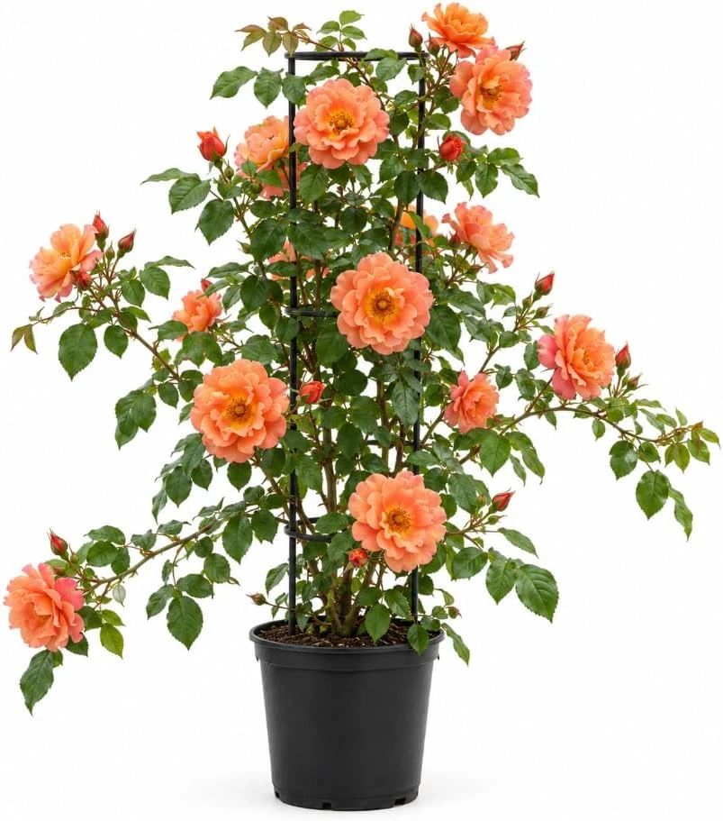 Apricot Orange Climbing Rose Live Plant, 4-8 Inches Tall, Outdoor Fragrant - Image 1