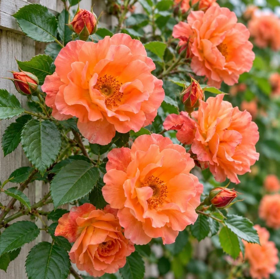 Apricot Orange Climbing Rose Live Plant, 4-8 Inches Tall, Outdoor Fragrant - Image 2