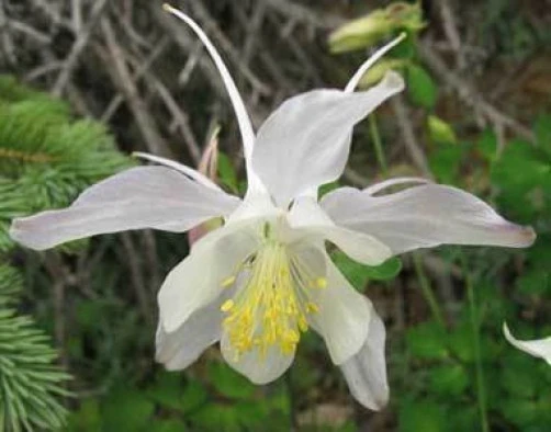 Aquilegia Coerulea var. Ochroleuca Seeds – 10 Columbine Flower Seeds - Image 1