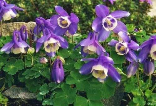 Aquilegia discolor Spanish Columbine Seeds - 10 Perennial Flower Seeds - Image 1
