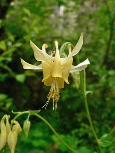 Aquilegia flavescens Golden Columbine Seeds - 10 Seeds Perennial - Image 1