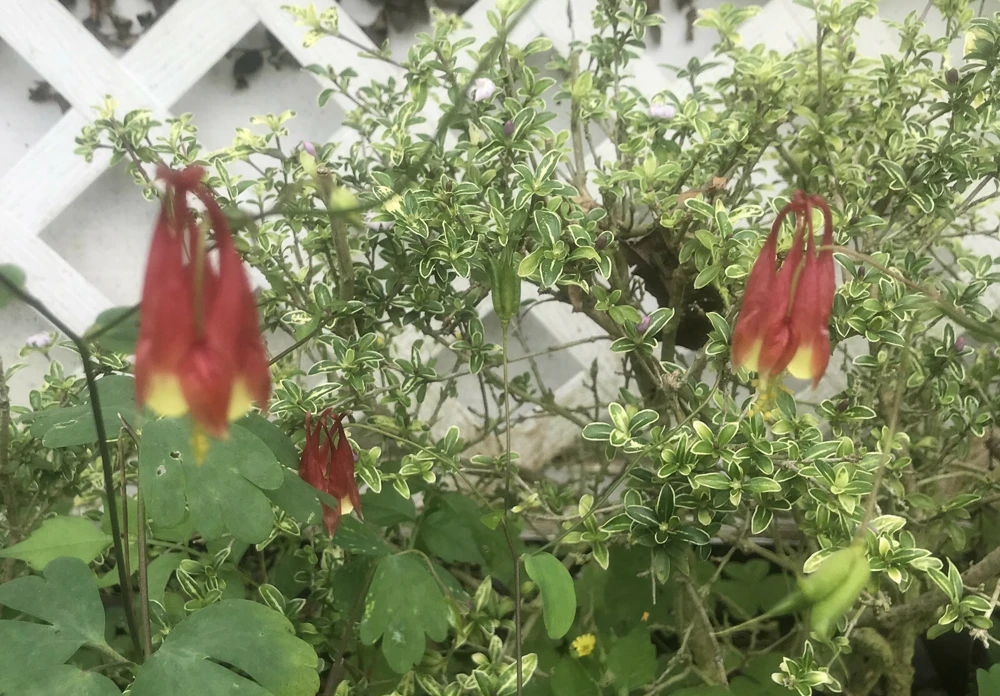Aquilegia formosa Western Columbine Seeds - 10 Seeds Packet, Perennial - Image 1