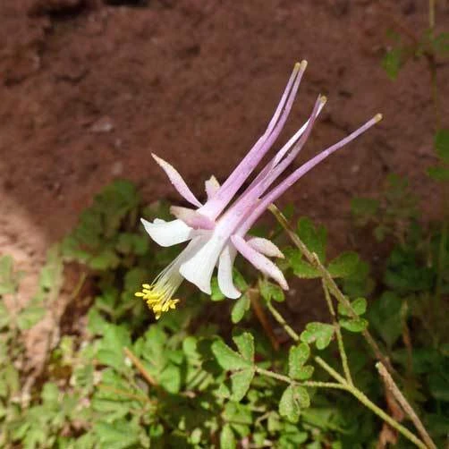 Aquilegia micrantha Seeds – Small-flowered Columbine – 10 Seeds – Perennial - Image 1
