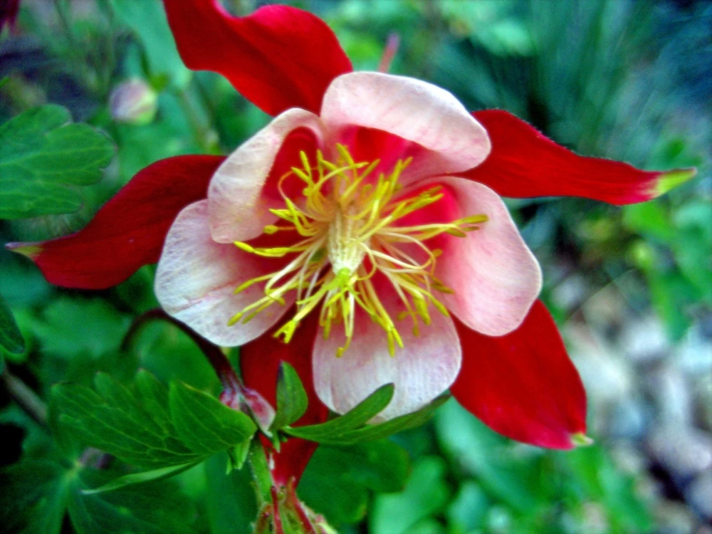 Aquilegia Origami Red and White Seeds – Perennial Flower Seeds – 10 Seeds - Image 1